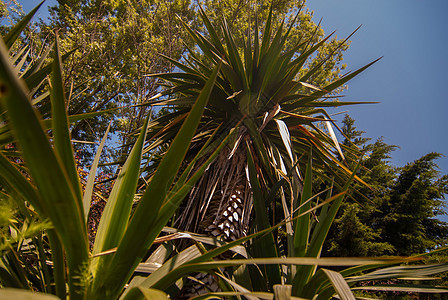 绿棕榈树叶贴近照片叶子水平摄影花朵热带异国情调条纹花园晴天图片