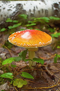 阿曼塔荒野季节生长树叶叶子土壤橙子森林蔬菜植物图片