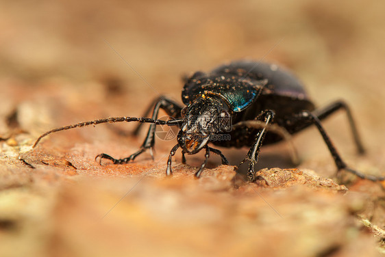 焦玻璃灯宏观昆虫甲虫动物收藏昆虫学动物学动物群漏洞荒野图片
