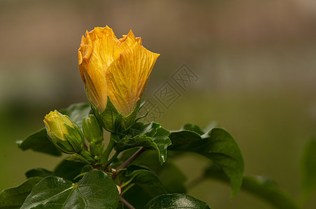 希比斯库植物叶子情调红色异国绿色花粉花园植物群木槿图片