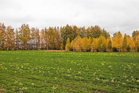 秋季生态农业小麦耕地场地黄色叶子季节文化土地图片