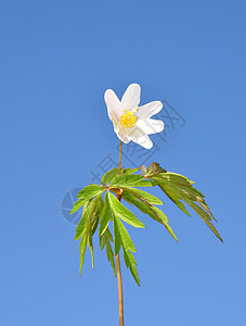 木白头翁叶子白色植物天空银针图片