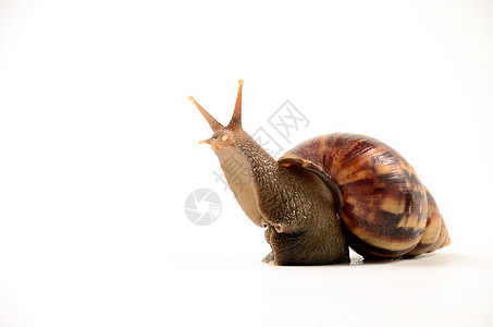 Snail 孤立 慢速概念图片