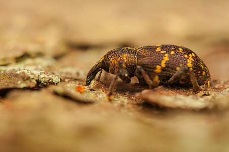 环比亚氏体宏观昆虫害虫漏洞昆虫学甲虫鼻子鞘翅目动物学野生动物图片