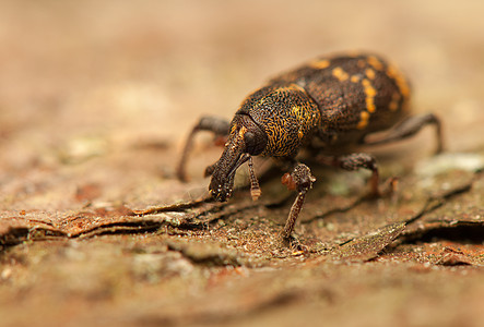 环比亚氏体甲虫收藏害虫宏观野生动物动物昆虫学漏洞动物学鞘翅目图片