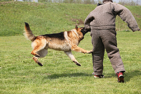 警犬训练夹克男人裤子刑事执法逃犯重罪犯运动安全帮手图片