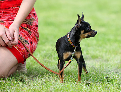 狗及其主人宠物运动会议庇护所福利处理舞步训练朋友程序图片