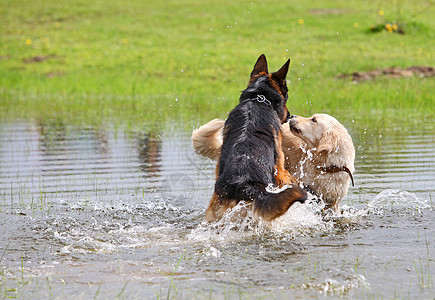 两只狗在水里玩图片