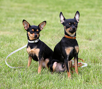 两只狗坐在草地上图片