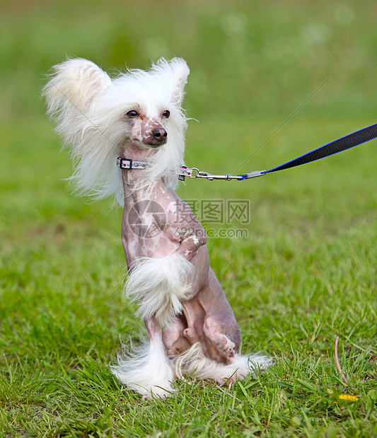 坐在草地上的可爱狗狗培训师边界牧羊犬朋友猎犬竞赛学校福利展示舞步图片