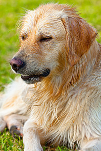 黄金寻金猎犬朋友犬类有素快乐伴侣动物宠物眼睛冒充图片