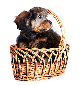 狗狗在小篮子里图片