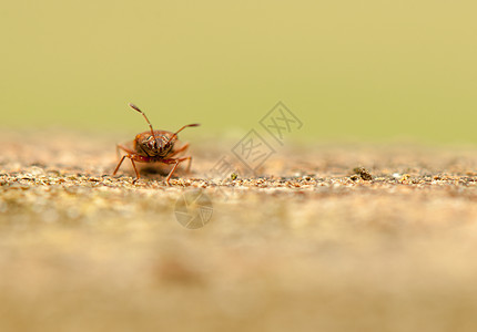 小甲虫野生动物昆虫学生物学宏观动物群动物学昆虫荒野漏洞动物图片