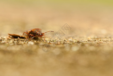 小甲虫动物收藏鞘翅目昆虫野生动物动物学荒野宏观生物学昆虫学图片