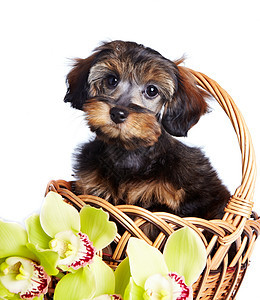 带着兰花的篮子里的小狗长得像一只可爱的小狗图片