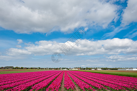 郁金香季节图片