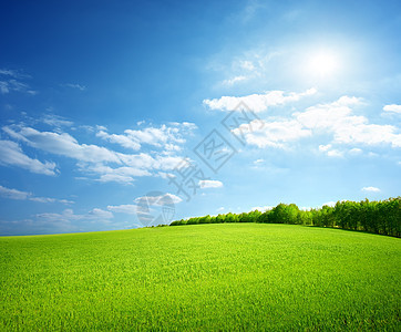 绿草田天空土地森林花园阳光农业小麦太阳植物群荒野图片