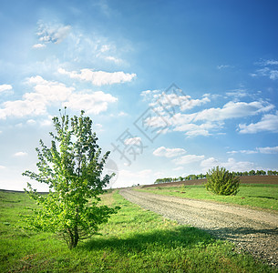 乡村公路附近的树图片