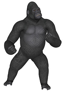 大猩猩黑色动物白色国王灵长类男性插图哺乳动物野生动物荒野图片