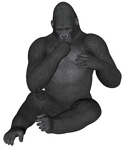 大猩猩黑色荒野野生动物灵长类国王插图哺乳动物动物男性白色图片