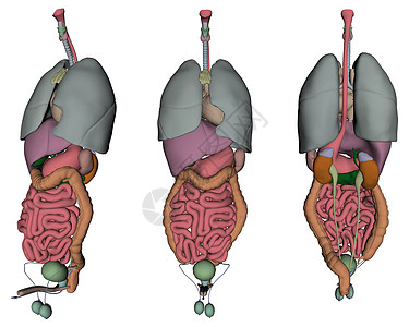 人体器官男人医疗插图胆量小泡生殖器背景图片