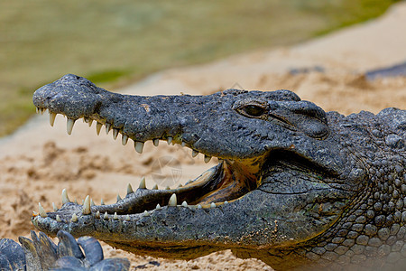 一个无鳄鱼 克罗科迪卢斯怪物栖息地盘子动物园捕食者猎人致命爬虫眼睛食肉图片