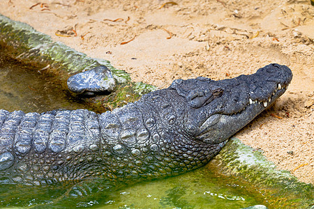 一个无鳄鱼 克罗科迪卢斯盘子食肉爬虫猎人怪物动物园荒野栖息地动物生物图片