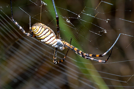 蜘蛛 阿吉波布伦尼奇野生动物危险动物条纹黄色食肉宏观昆虫生活黑色图片