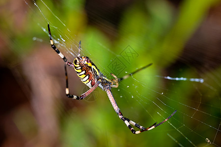 蜘蛛 阿吉波布伦尼奇宏观条纹漏洞昆虫捕食者危险生活黄色食肉动物图片