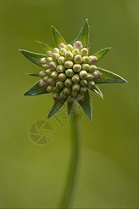 绿底绿色背景的林里利比亚宏观金银花交换紫色花园硅烷雌蕊阴影花粉花瓣图片