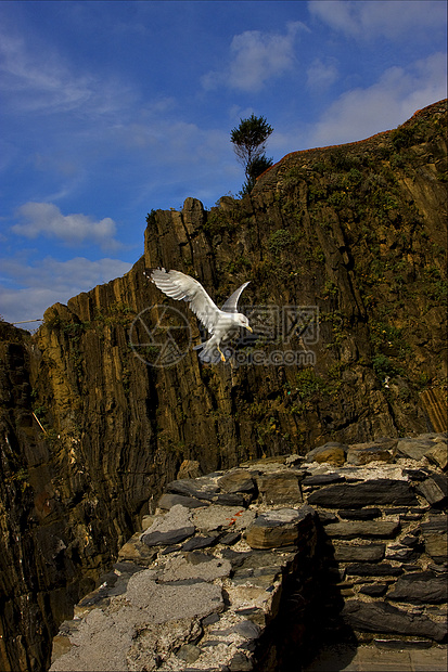 海鸥的侧面飞行岩石爬坡荒野天空麻雀蓝色灌木丛眼睛羽毛瞳孔图片