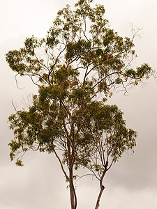 澳大利亚语古木树回滴背景图片