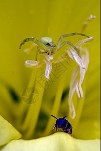 花生皮萨乌拉西卡里达昆虫奇异果花瓣雌蕊花粉爪子荒野宏观胫骨积分图片