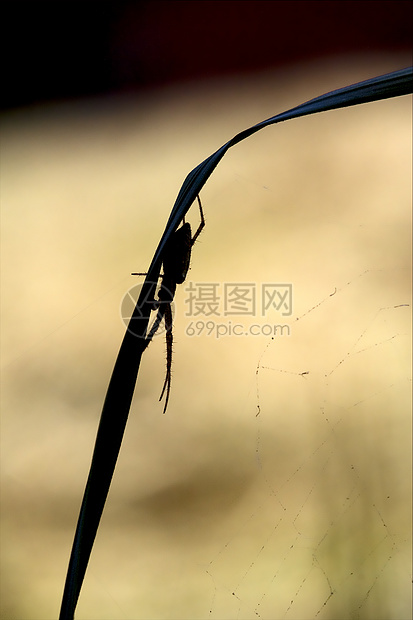 抽象的花朵网鼠科爪子橙子昆虫红玫瑰木头蒸汽头发网络宏观图片