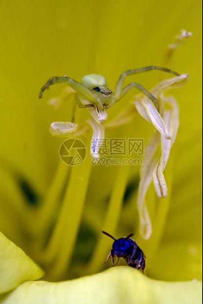 花生皮萨乌拉西卡里达蒸汽网络枝条鼠科头发鱼科雌蕊花园衬套爪子图片