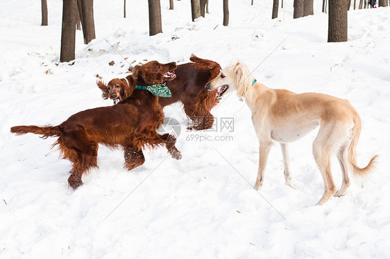 爱尔兰人和猎犬乐趣白色水平食肉宠物姿势棕色黑色跑步二传手图片