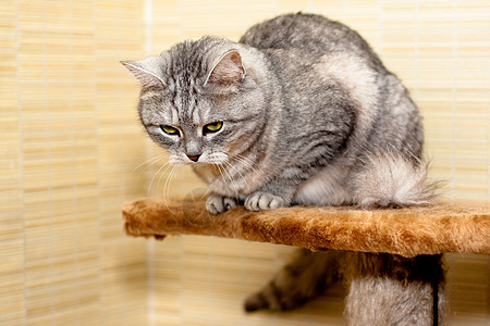 Crey 篮球猫阴影棕色姿势虎斑架子头发灰色宠物水平猫科动物图片