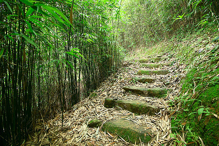 翠竹林一条小路穿过茂密的竹林异国雨林叶子枝条溪流阴影阳光射线荒野晴天图片