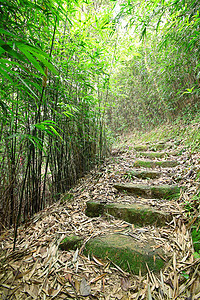 翠竹林一条小路穿过茂密的竹林情调枝条远足阳光太阳异国溪流竹子荒野丛林图片