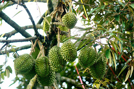 树上的达里安季节榴莲异国食物收成农业水果蔬菜国家种植园图片