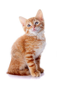 红猫咪哺乳动物食肉毛皮农场耳朵猫科眼睛虎斑宠物晶须图片