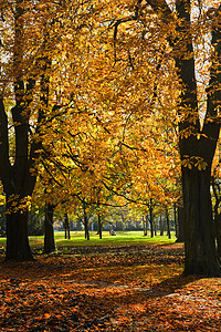 秋天公园和栗子树图片