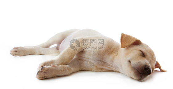 小狗狗在说谎棕色头发宠物睡眠犬类白色哺乳动物动物小狗工作室图片