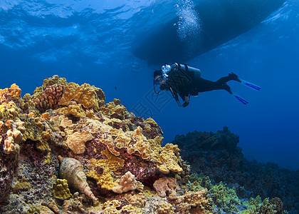 Scuba Diver和斯奈尔图片