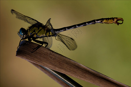 侧边野黄色的黑龙尾蛇反轴吸附器网络叶子木头积分花园翅膀蜻蜓宏观衬套发臭图片
