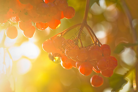 秋天阳光下红莓图片