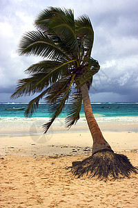 墨西哥的海杂草和海岸线棕榈波浪支撑木头旅行衬套海洋泡沫岩石假期图片