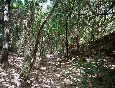 山区峡谷苔藓树木岩石背景图片