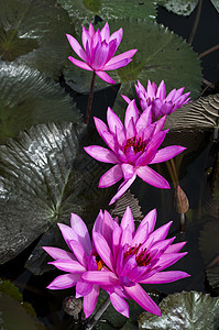 尼姆法亚在托巴湖情调荷花叶子花瓣自然植物群植物池塘睡莲紫色图片