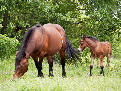 母马和faal环境朋友们哺乳动物牧草感情绿色婴儿国家家庭动物图片